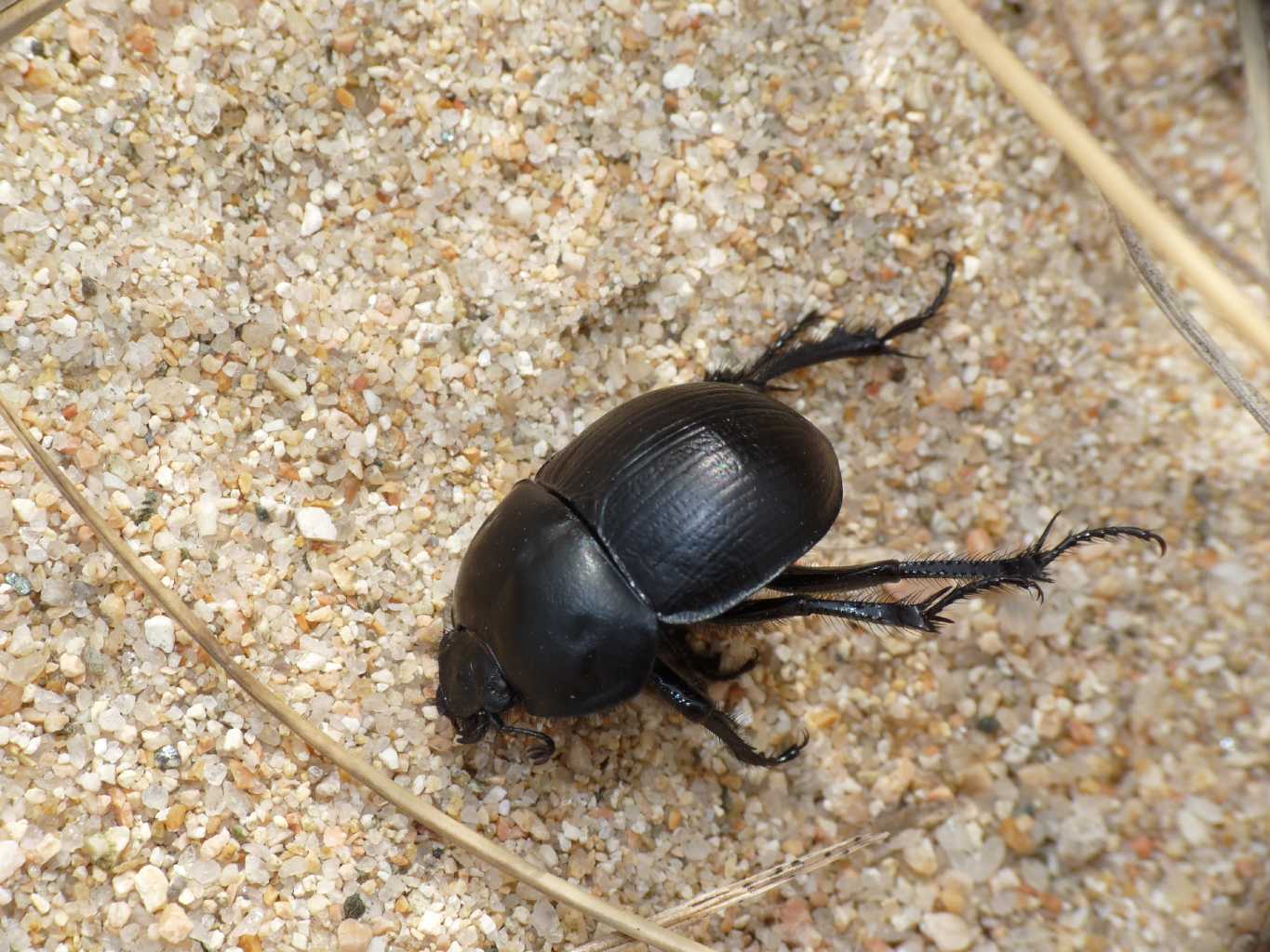 Jekelius (Geotrupidae) di spiaggia